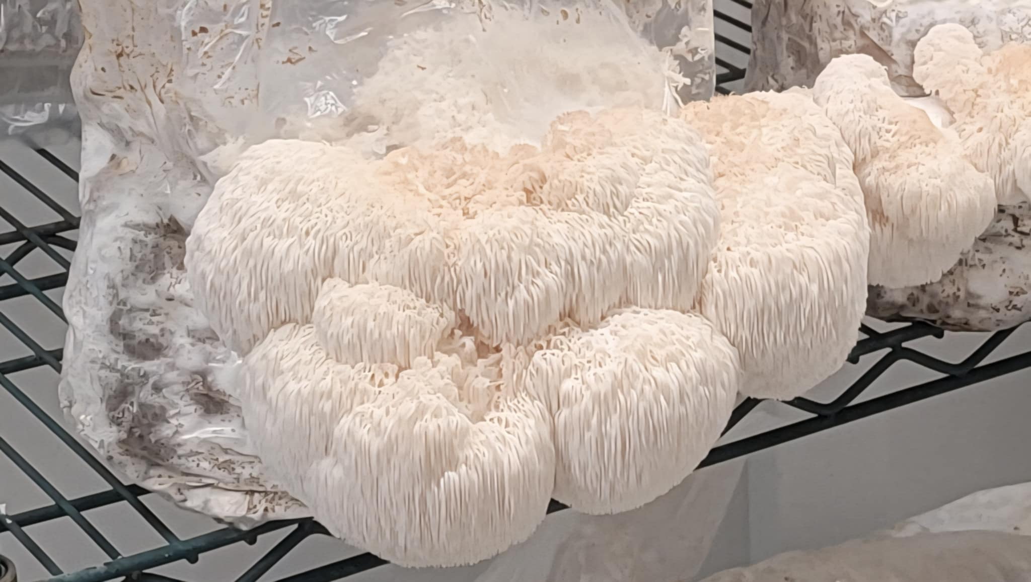 Fresh Lion's Mane mushroom in our grow room